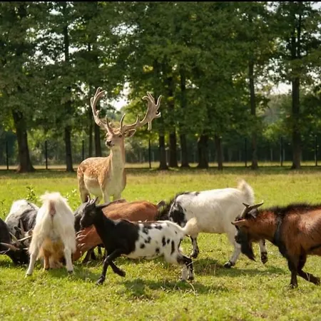 Campingplatz Stevin Ranc *